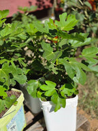 Texas Blue Giant Fig Seeds Large Sweet Fruit Tree Garden USA