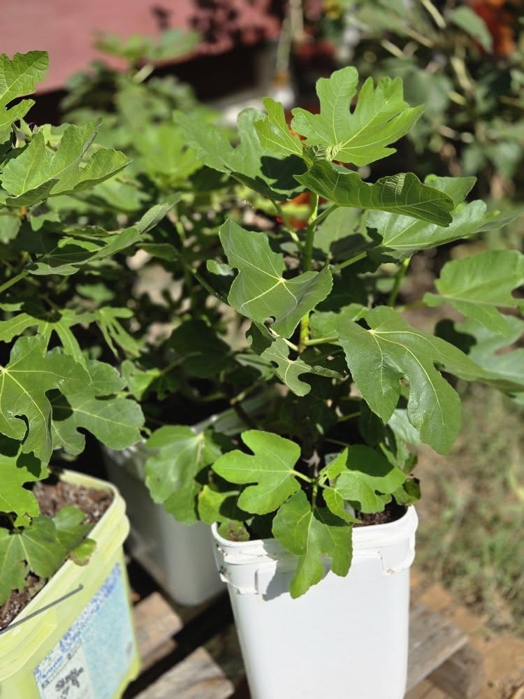 Texas Blue Giant Fig Seeds Large Sweet Fruit Tree Garden USA