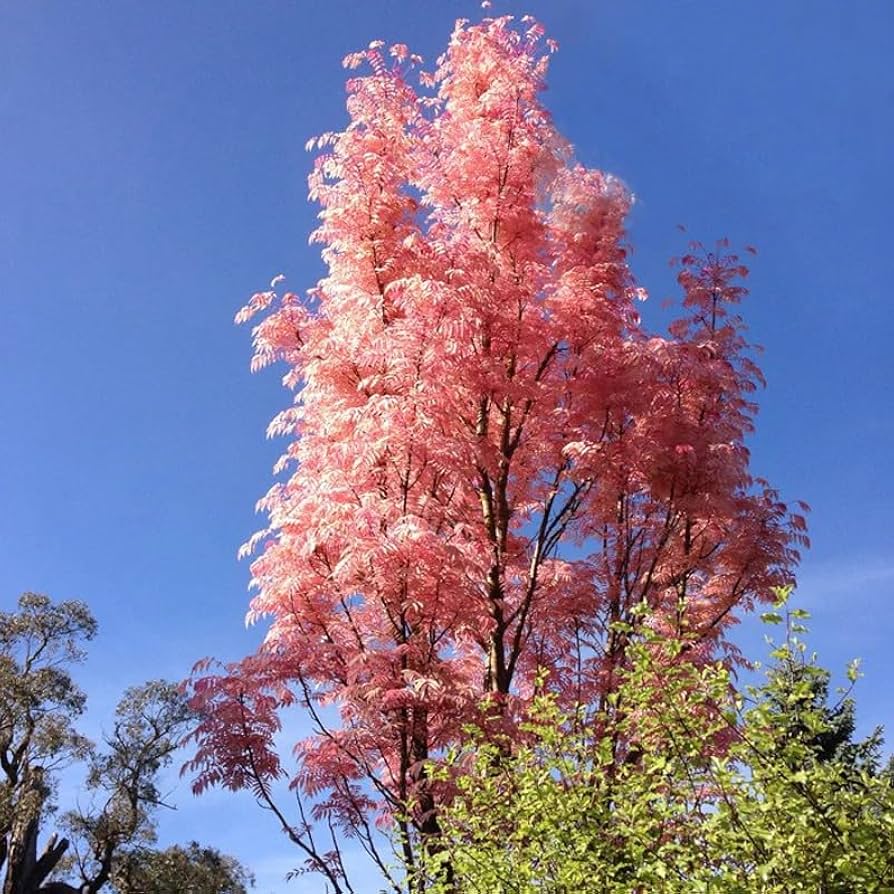 Toona sinensis ‘Flamingo’ Seeds Chinese Toon Chinese Mahogany Rare