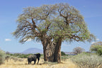 African Baobab Tree (Adansonia digitata) – Rare Caudex Bonsai Plant