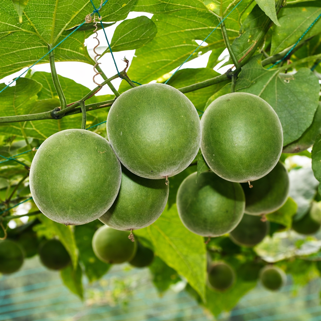 Luo Han Guo Seeds (Siraitia grosvenorii) Monk Fruit Plant Sweet Herb Rare