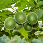 Luo Han Guo Seeds (Siraitia grosvenorii) Monk Fruit Plant Sweet Herb Rare