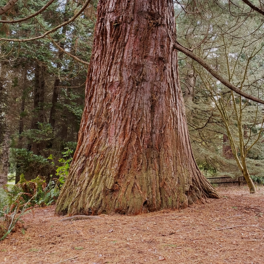 Giant Sequoia Seeds (Sequoiadendron giganteum) – 2025 Harvest