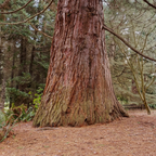 Giant Sequoia Seeds (Sequoiadendron giganteum) – 2025 Harvest