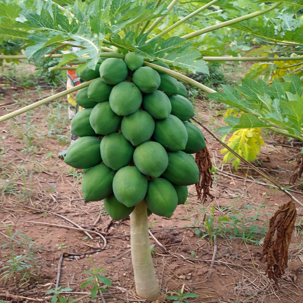 Dwarf Solo Waimanalo Papaya Seeds – Carica Papaya – Fast Fruiting Houseplant