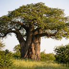 African Baobab Tree (Adansonia digitata) – Rare Caudex Bonsai Plant