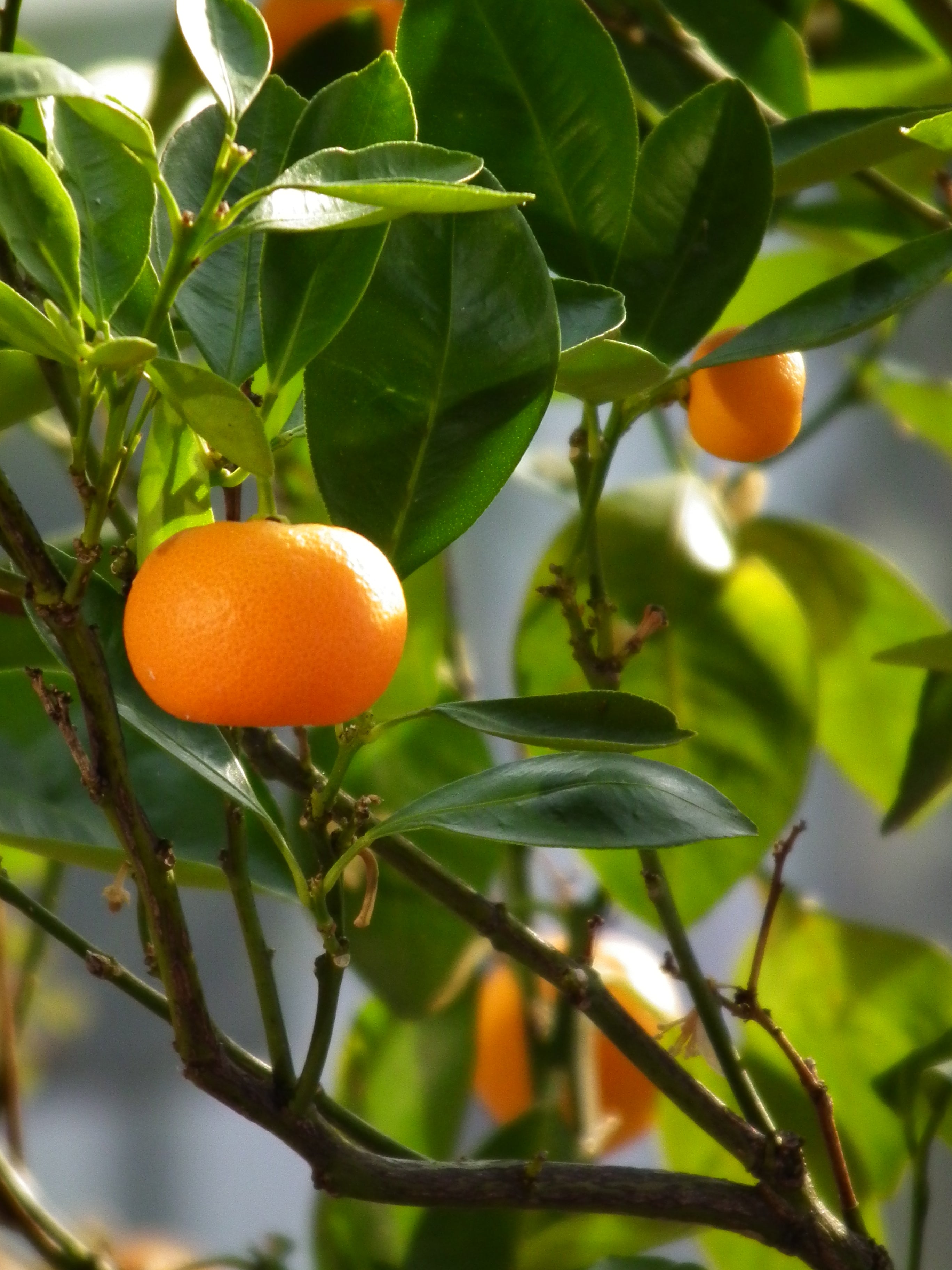 Dwarf Mandarin Orange Tree Organic Seeds – Citrus reticulata