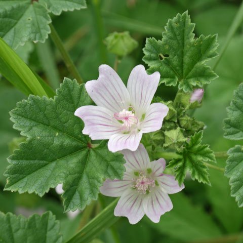 Common Mallow (Malva neglecta) Seeds – Hardy Pink Wildflower – Easy Grow Gr