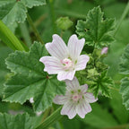 Common Mallow (Malva neglecta) Seeds – Hardy Pink Wildflower – Easy Grow Gr