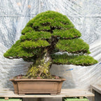 Japanese Black Pine Bonsai Seeds | High Germination Success