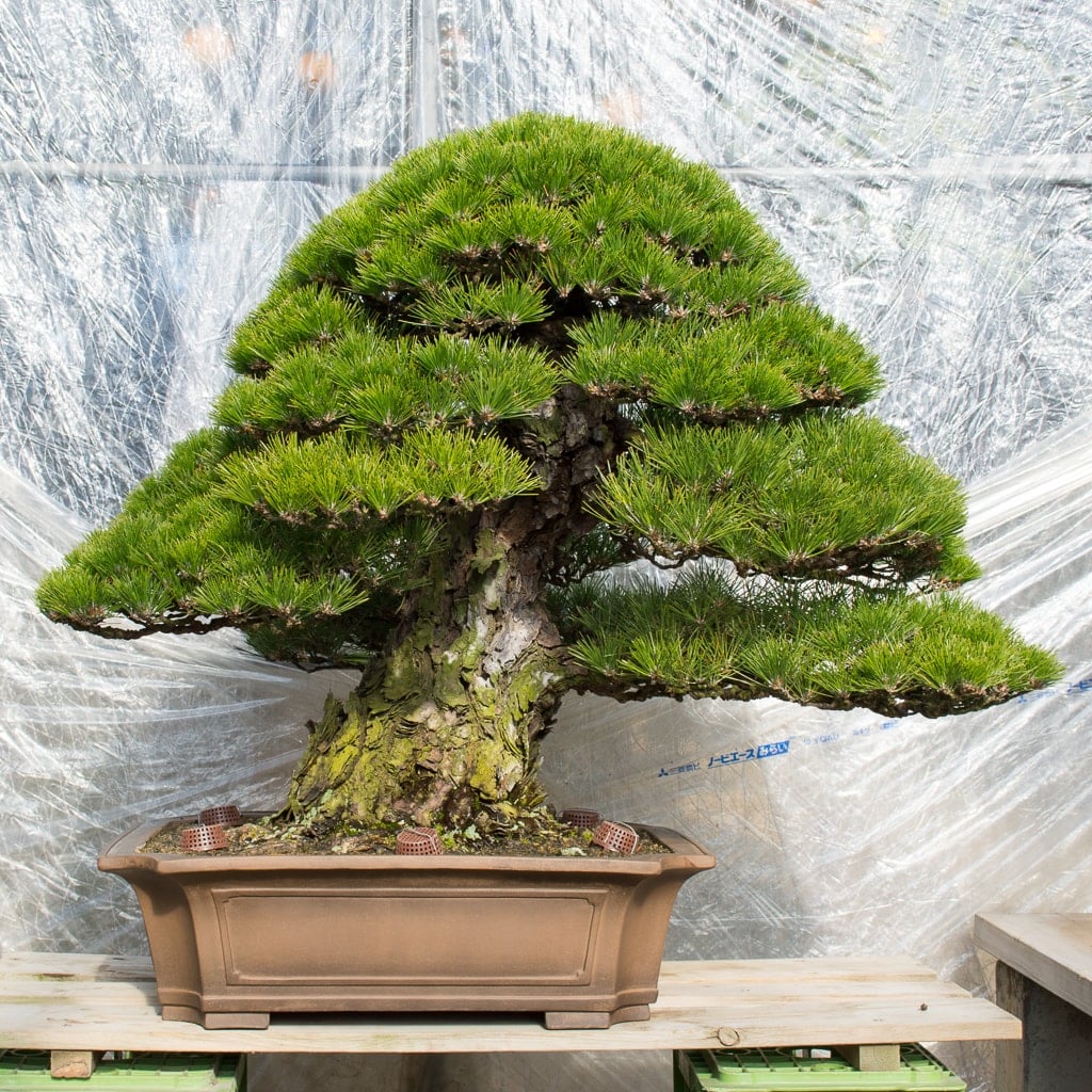 Japanese Black Pine Bonsai Seeds | High Germination Success