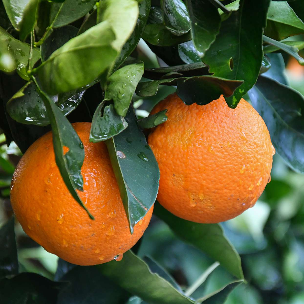 Dwarf Mandarin Orange Tree Organic Seeds – Citrus reticulata