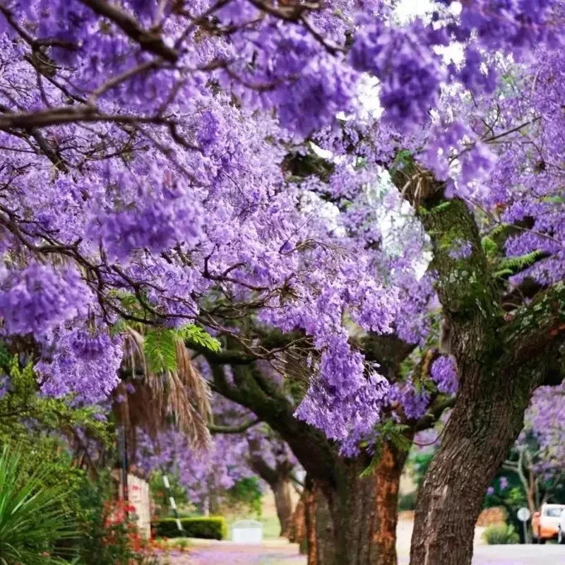 Paulownia tomentosa Seeds Royal Empress Fast Growing Tree