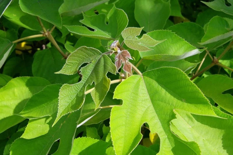 Broussonetia Papyrifera Paper Mulberry Tree Seeds – Edible Sweet Fruit