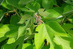 Broussonetia Papyrifera Paper Mulberry Tree Seeds – Edible Sweet Fruit