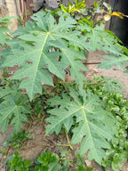 Dwarf Solo Waimanalo Papaya Seeds – Carica Papaya – Fast Fruiting Houseplant