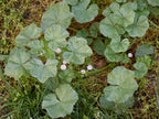 Common Mallow (Malva neglecta) Seeds – Hardy Pink Wildflower – Easy Grow Gr