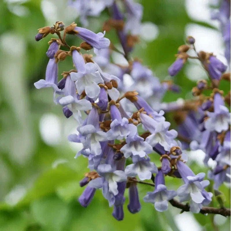 Paulownia tomentosa Seeds Royal Empress Fast Growing Tree