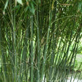 Bissetii Bamboo Seeds | Privacy Climbing Garden Seeds | Fast Growing Screen