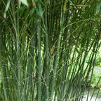 Bissetii Bamboo Seeds | Privacy Climbing Garden Seeds | Fast Growing Screen