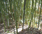 Bissetii Bamboo Seeds | Privacy Climbing Garden Seeds | Fast Growing Screen