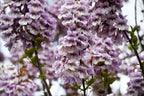 Paulownia tomentosa Seeds Royal Empress Fast Growing Tree