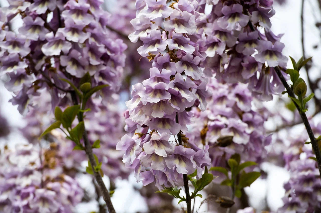 Paulownia tomentosa Seeds Royal Empress Fast Growing Tree