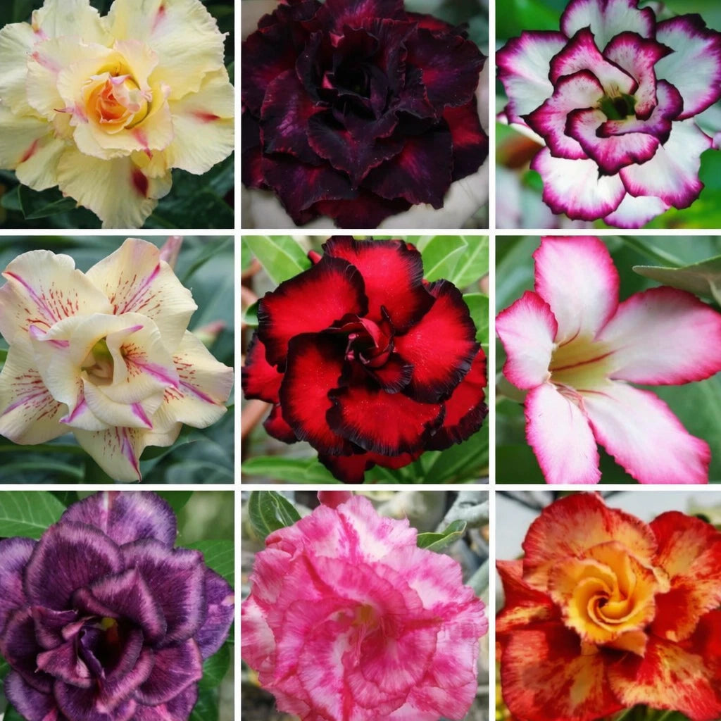 Adenium Obesum Mixed Color Seeds Desert Rose Bonsai Succulent Plant Rare