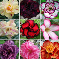 Adenium Obesum Mixed Color Seeds Desert Rose Bonsai Succulent Plant Rare