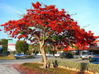 Delonix regia Royal Poinciana Red Flame Tropical Tree Seeds