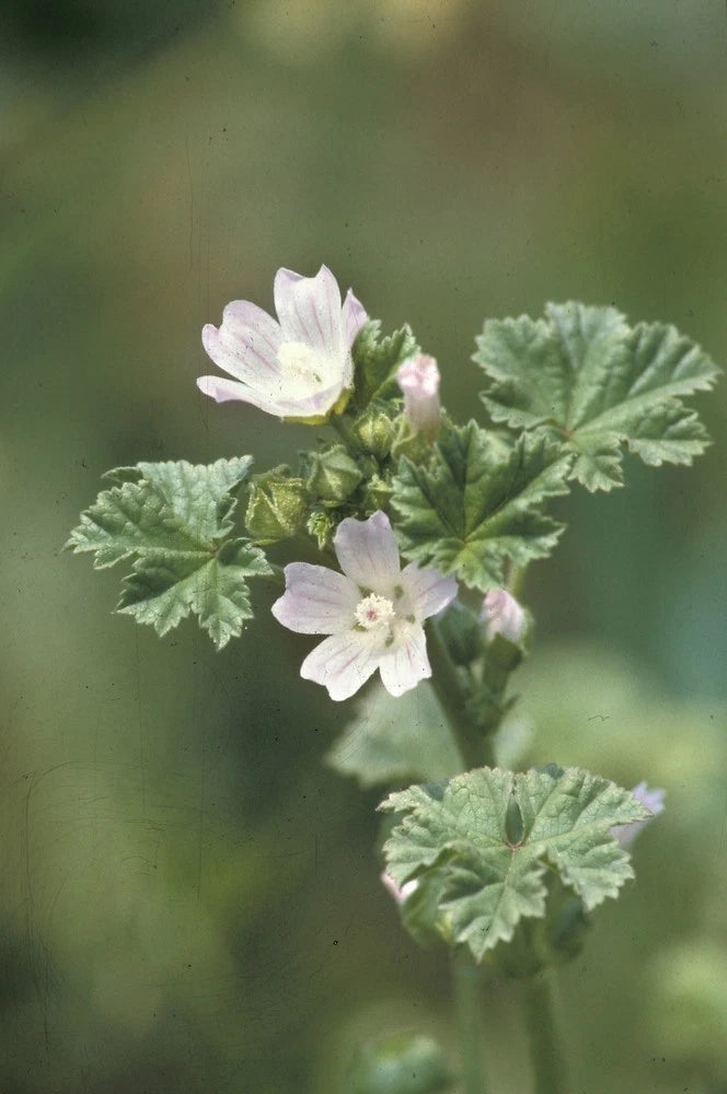 Common Mallow (Malva neglecta) Seeds – Hardy Pink Wildflower – Easy Grow Gr