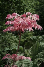 Toona sinensis ‘Flamingo’ Seeds Chinese Toon Chinese Mahogany Rare