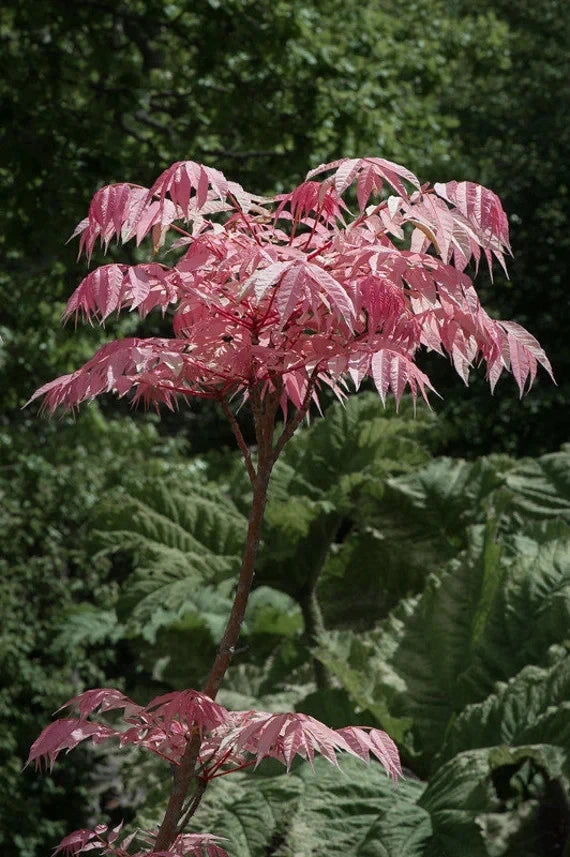Toona sinensis ‘Flamingo’ Seeds Chinese Toon Chinese Mahogany Rare