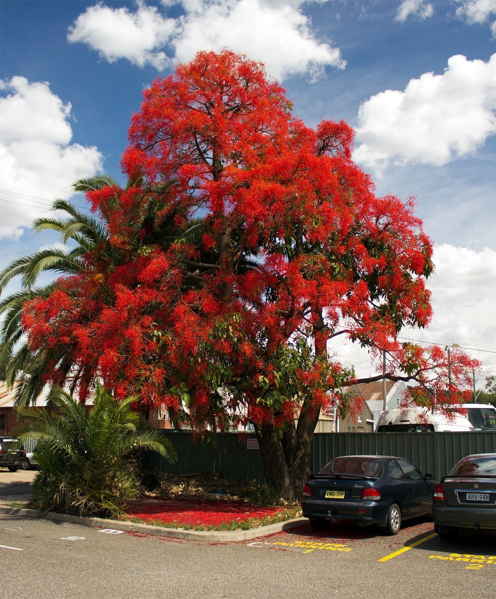 Delonix regia Royal Poinciana Red Flame Tropical Tree Seeds
