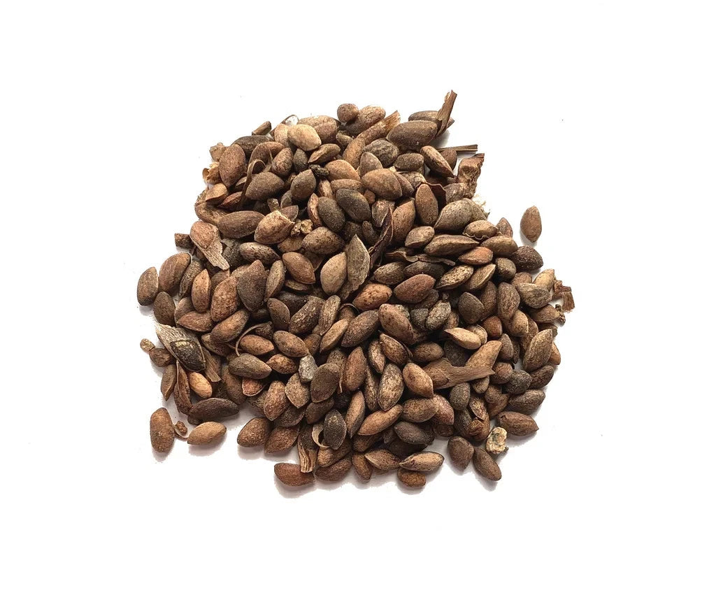 Japanese Black Pine Bonsai Seeds | High Germination Success