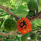 Broussonetia Papyrifera Paper Mulberry Tree Seeds – Edible Sweet Fruit
