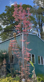 Toona sinensis ‘Flamingo’ Seeds Chinese Toon Chinese Mahogany Rare