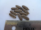 Delonix regia Royal Poinciana Red Flame Tropical Tree Seeds