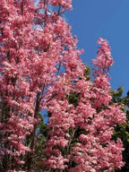 Toona sinensis ‘Flamingo’ Seeds Chinese Toon Chinese Mahogany Rare