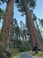 Giant Sequoia Seeds (Sequoiadendron giganteum) – 2025 Harvest