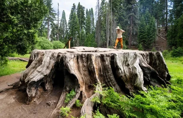 Giant Sequoia Seeds (Sequoiadendron giganteum) – 2025 Harvest