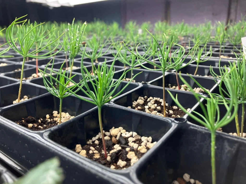Japanese Black Pine Bonsai Seeds | High Germination Success