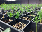 Japanese Black Pine Bonsai Seeds | High Germination Success