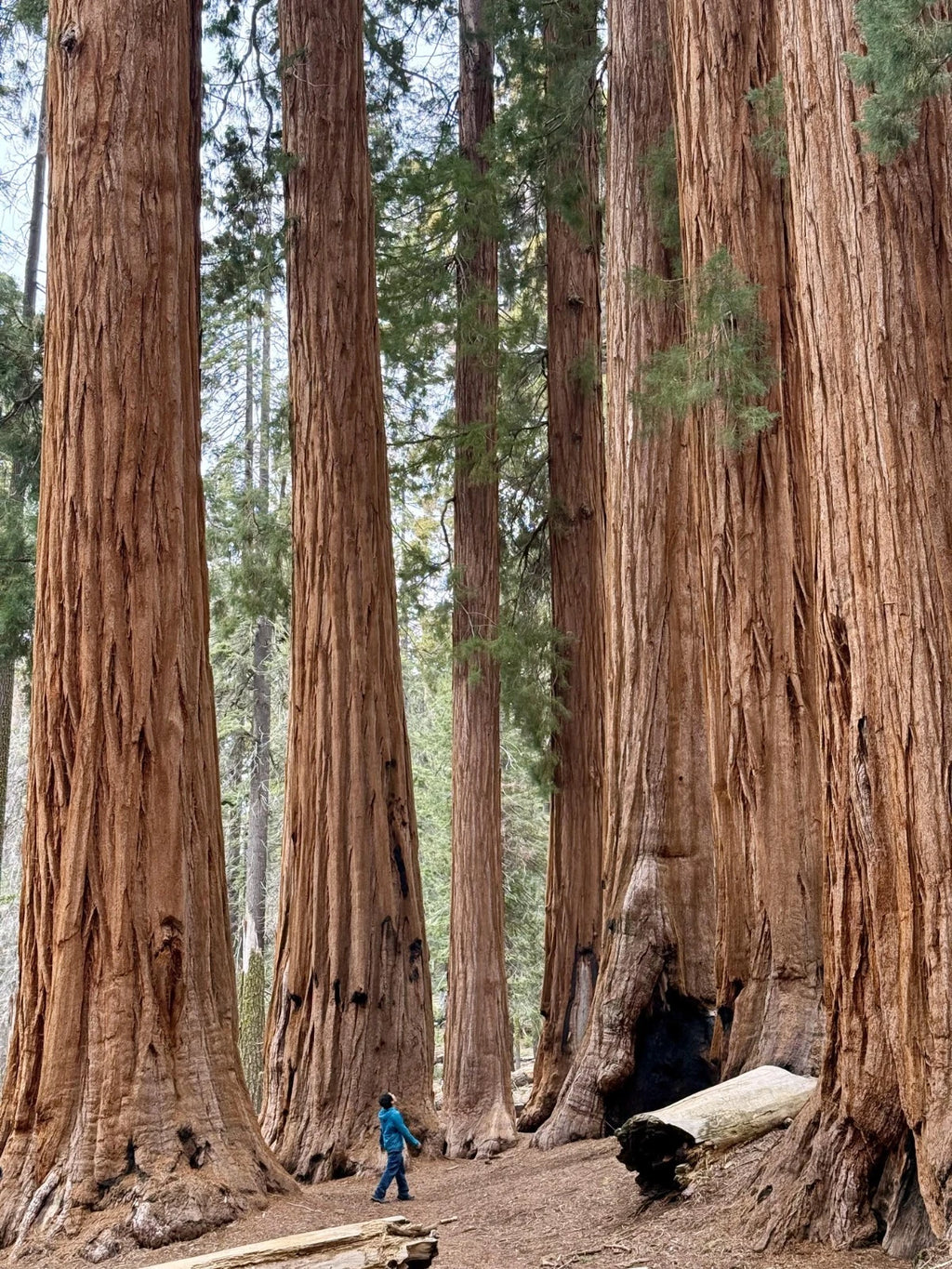 Giant Sequoia Seeds (Sequoiadendron giganteum) – 2025 Harvest