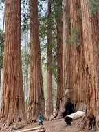 Giant Sequoia Seeds (Sequoiadendron giganteum) – 2025 Harvest