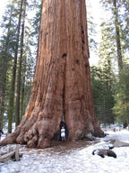Giant Sequoia Seeds (Sequoiadendron giganteum) – 2025 Harvest