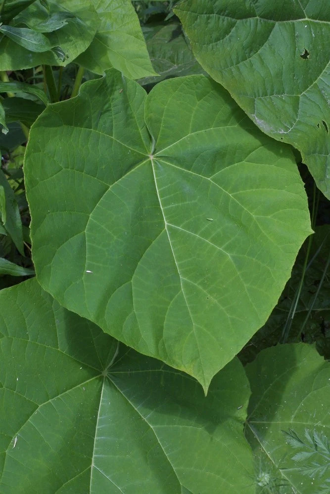 Paulownia tomentosa Seeds Royal Empress Fast Growing Tree