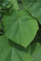 Paulownia tomentosa Seeds Royal Empress Fast Growing Tree