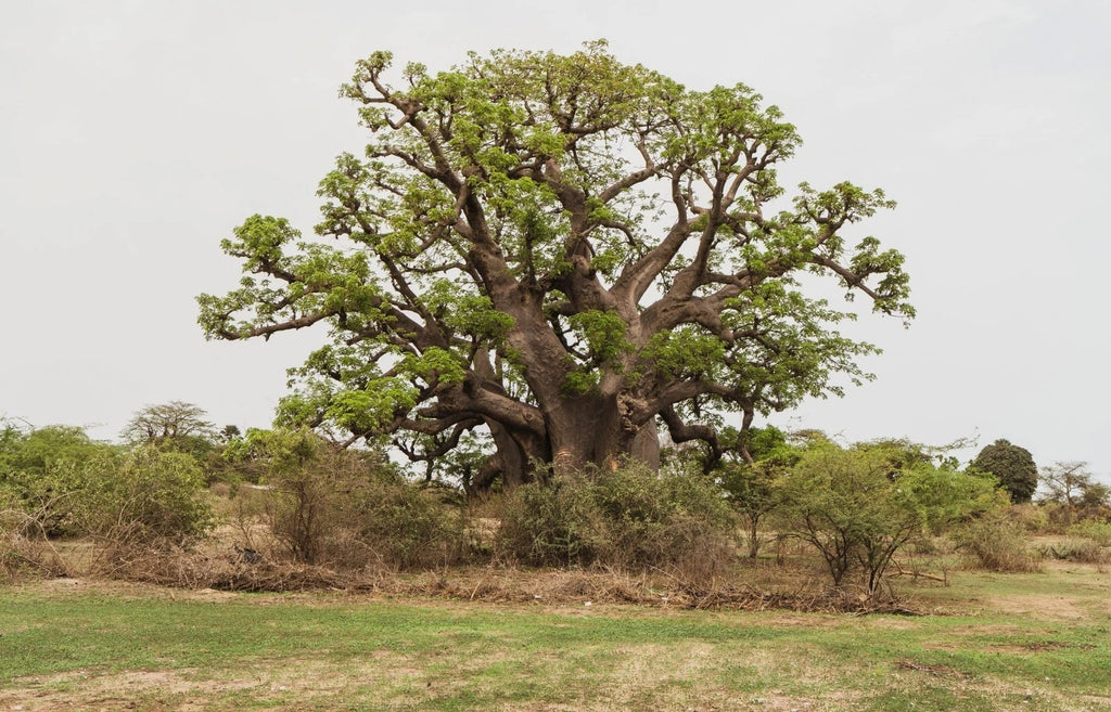 African Baobab Tree (Adansonia digitata) – Rare Caudex Bonsai Plant
