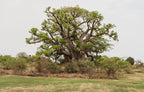 African Baobab Tree (Adansonia digitata) – Rare Caudex Bonsai Plant